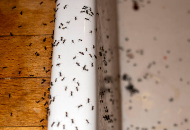Best Flea Control Services  in Mcgregor, FL