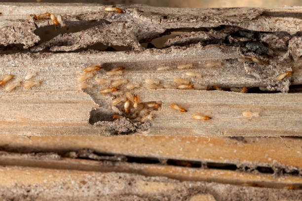 Best Bed Bug Extermination  in Mcgregor, FL