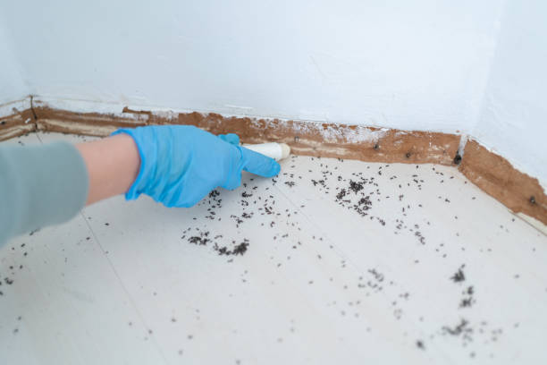 Best Ant Control Services  in Mcgregor, FL